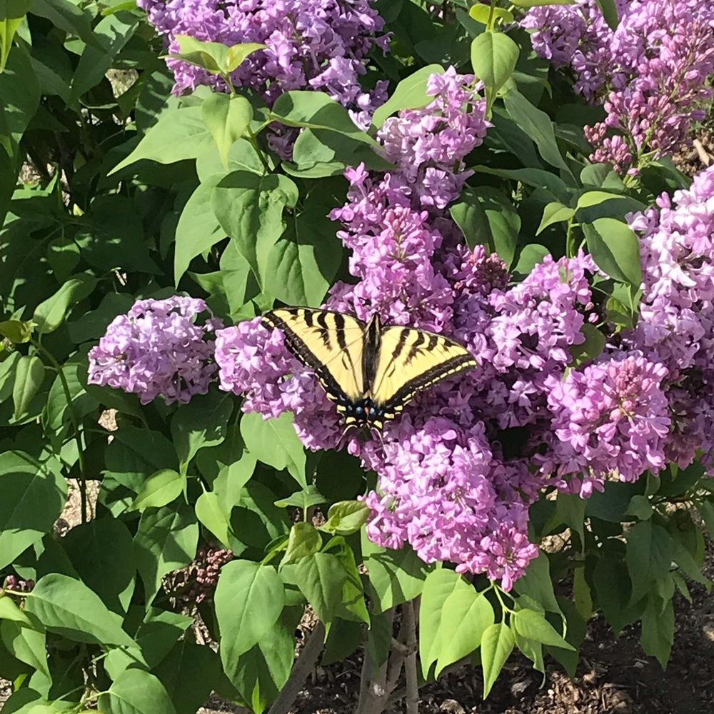 Meet your Posher, Adrine